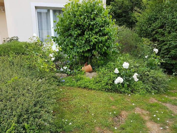 Taille et élagage de végétaux Noisy-le-Grand