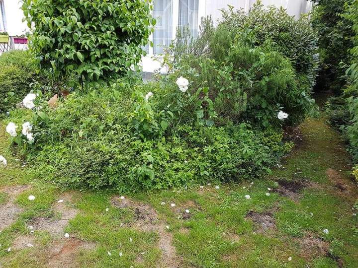 Désherbage et nettoyage de jardin Noisy-le-Grand