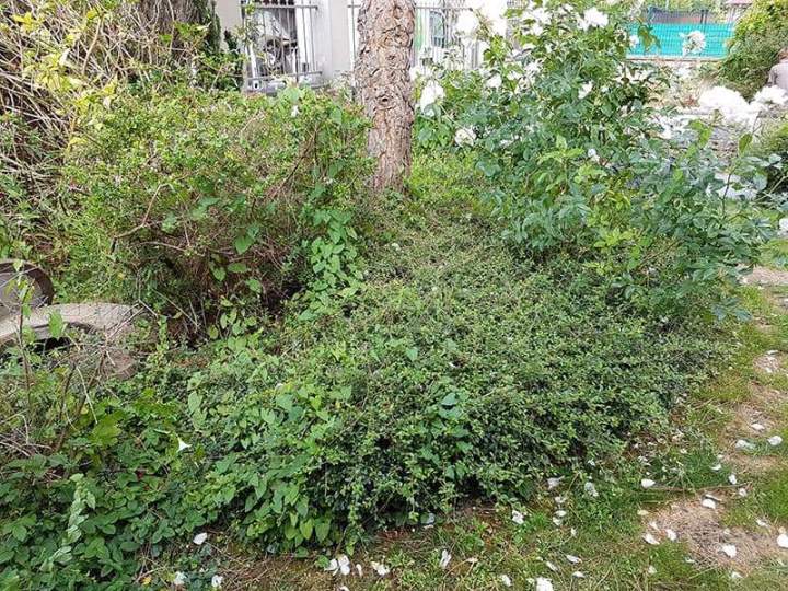 Travaux d'entretien paysager Noisy-le-Grand