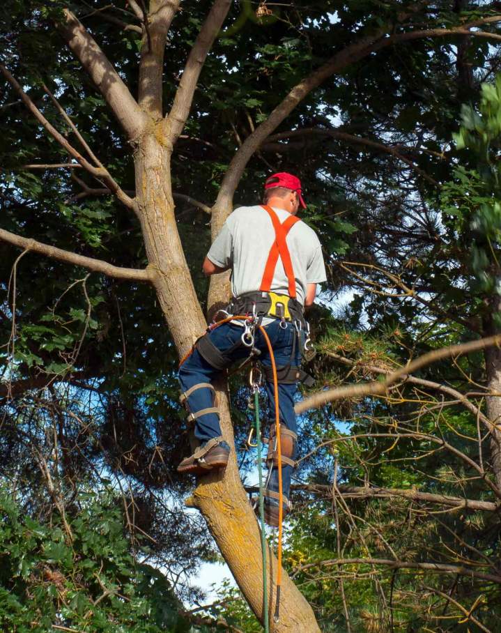 Élagage Noisy-le-Grand